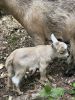 Nigerian Dwarf Male goat