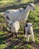 Nigerian Dwarf Milk Goats