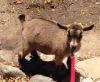 Miniature Goats For Sale - Ship Worldwide