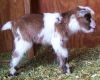 ----miniature Goats For Sale - Ship Worldwide-----