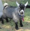 African Pygmy Goats - Largest Selection Anywhere