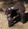 African Pygmy Goat Kids - Hand Raised