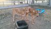 Girl Jersey Calves / Holstein Milk