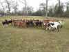 Outstanding Dual Purpose Goats for sale
