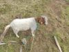 Boer goats delivery available