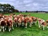 Grass Fed Heritage Guernsey Heifers