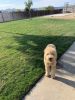 Goldendoodle Puppy for sale