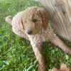 F1b Adorable Sweet Goldendoodle Puppies