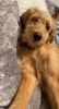 Golden doodle puppy for salw