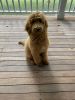 Young golden doodle for sale