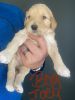 Golden-doodle puppies 2 boys 1 girl available
