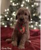 Goldendoodle looking for new home