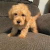 T-Cup F1B Labradoodles and GoldenDoodles