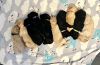 Litter of 10 F1B Goldendoodle puppies