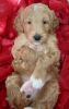 F1b standard goldendoodle puppies red apricot