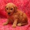 Goldendoodle Litter of Puppies For Sale