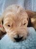Selling beautiful goldendoodle puppies