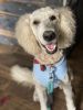 1 year old male goldendoodle