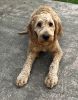 Golden doodle puppy needs a home