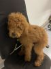 Goldendoodle red