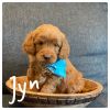 F1 b Mini Golden Doodle Puppies—genetically tested