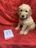 Goldendoodle puppy F1b