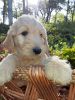 Super-Cute Golden Doodle Puppies Country Grown!
