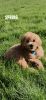 Selling mini F1B1 pure breed golden doodle