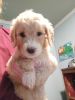 Goldendoodle puppies read for forever home