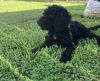 F1B Standard Goldendoodle’s ready for their forever home