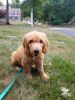 Goldendoodle puppy for sale in Hopkinton, MA