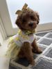 Mini golden doodle girl puppy
