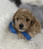 Goldendoodle available for new home