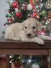 Medium Goldendoodle puppies ready for Christmas