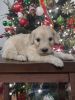 Medium Goldendoodle puppies ready to go home at Christmas!