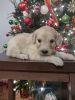 Sweet medium Goldendoodle puppies ready at Christmas!