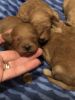 Beautiful f1b mini Goldendoodle puppies 10lbs