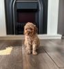Adorable Miniature Goldendoodle Puppies for Adoption