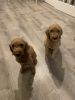 Two adult goldendoodle sisters
