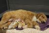 Small Miniature Goldendoodle Puppies Ready To Go