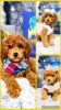 Micro Min Goldendoodle puppies