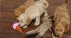 Male and Female Goldendoodle puppies