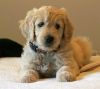 Gorgeous Goldendoodle puppies for sale