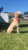 F1B Male Goldendoodle for stud