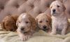 Goldendoodle Puppies for sale...