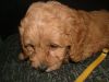 True Miniature F1b Red Goldendoodle Pups Raedy For Sale