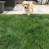 Adorable golden doodle puppy 8 wks old male for sale