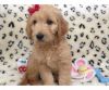 Loving Raised Goldendoodle Pups Ready Now.
