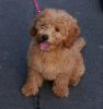 Girl F1b Goldendoodle Puppy For Sale