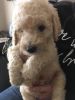 Goldendoodle Litter Boys / Girls Ready Now